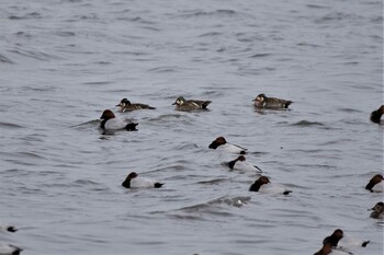 Sun, 1/30/2022 Birding report at North Inba Swamp