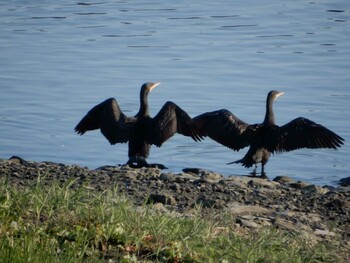 2021年10月28日(木) 東京港野鳥公園の野鳥観察記録