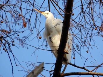 ダイサギ 別所沼公園(埼玉県) 2021年12月16日(木)