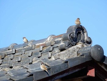 2021年12月20日(月) 吹上の野鳥観察記録