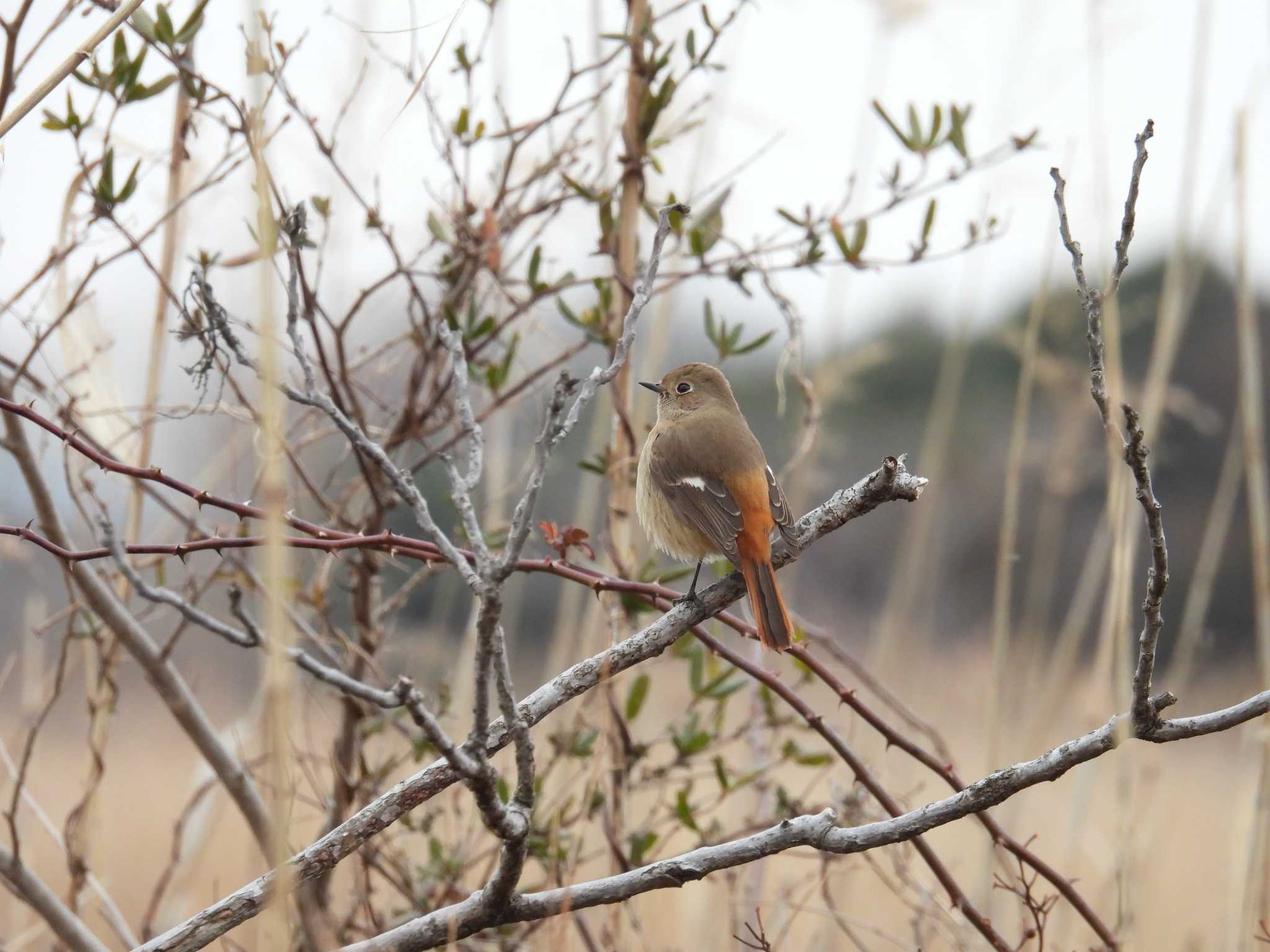 茨城県 ジョウビタキの写真 by A-HA