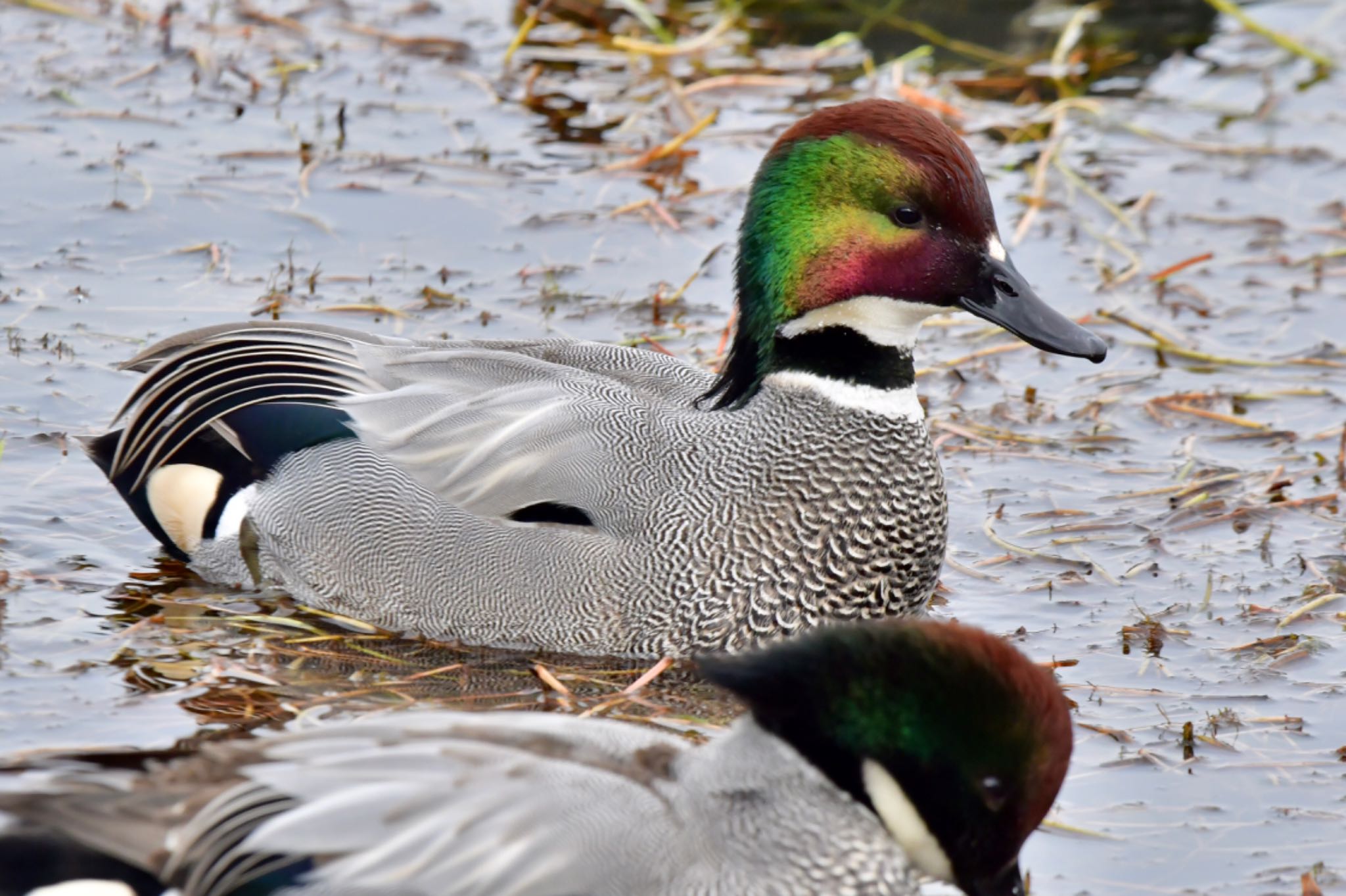 大濠公園 ヨシガモの写真