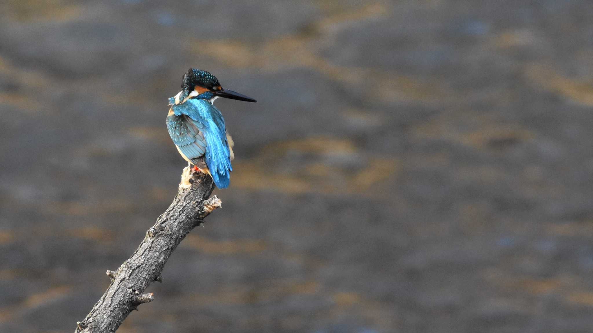 カワセミ