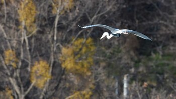 アオサギ 佐久広域(美笹湖・杉の木貯水池・滑津川) 2022年1月30日(日)