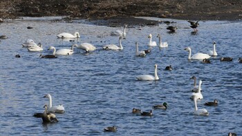 コハクチョウ 佐久広域(美笹湖・杉の木貯水池・滑津川) 2022年1月30日(日)