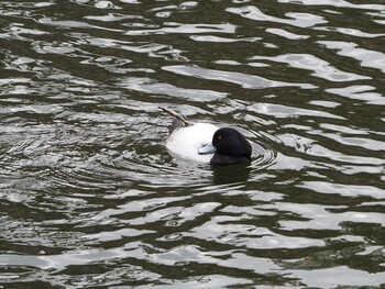 Tufted Duck Osaka castle park Sun, 1/30/2022