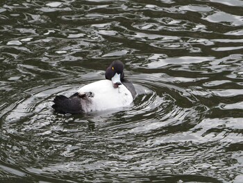 Tufted Duck Osaka castle park Sun, 1/30/2022