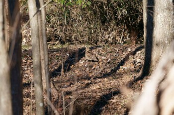 Eurasian Woodcock Unknown Spots Sat, 1/1/2022