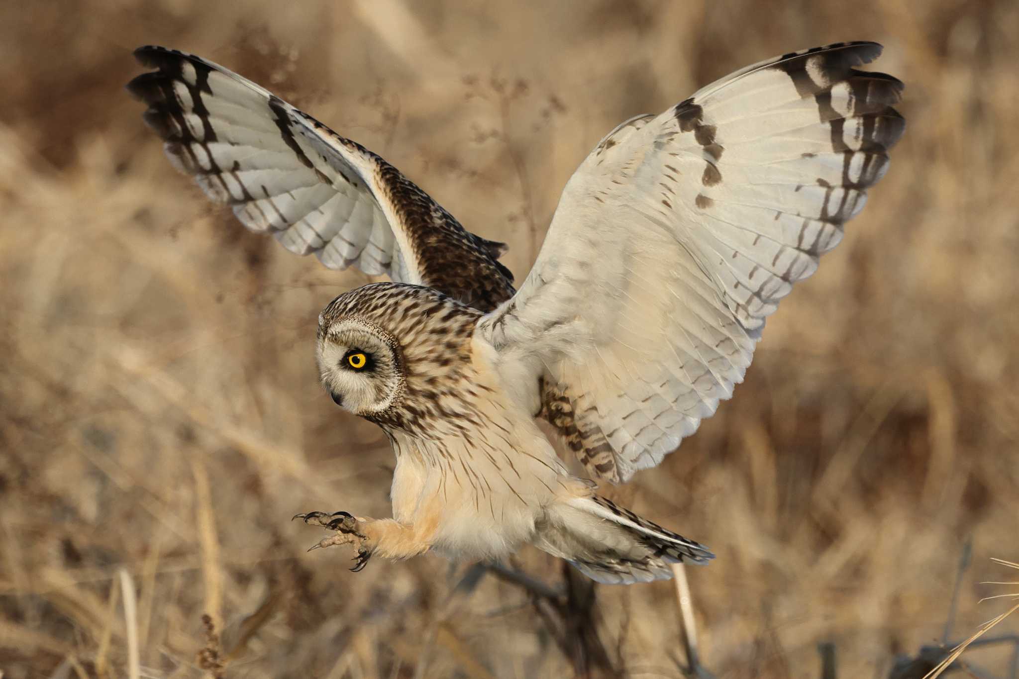  コミミズクの写真 by toshi