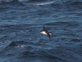 Laysan Albatross 八丈島航路 Sat, 1/29/2022