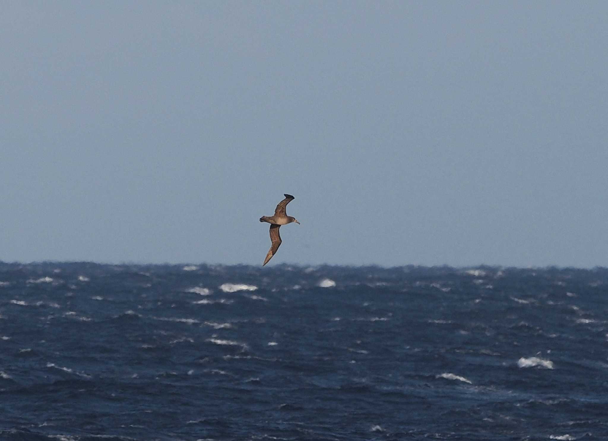 八丈島航路 クロアシアホウドリの写真