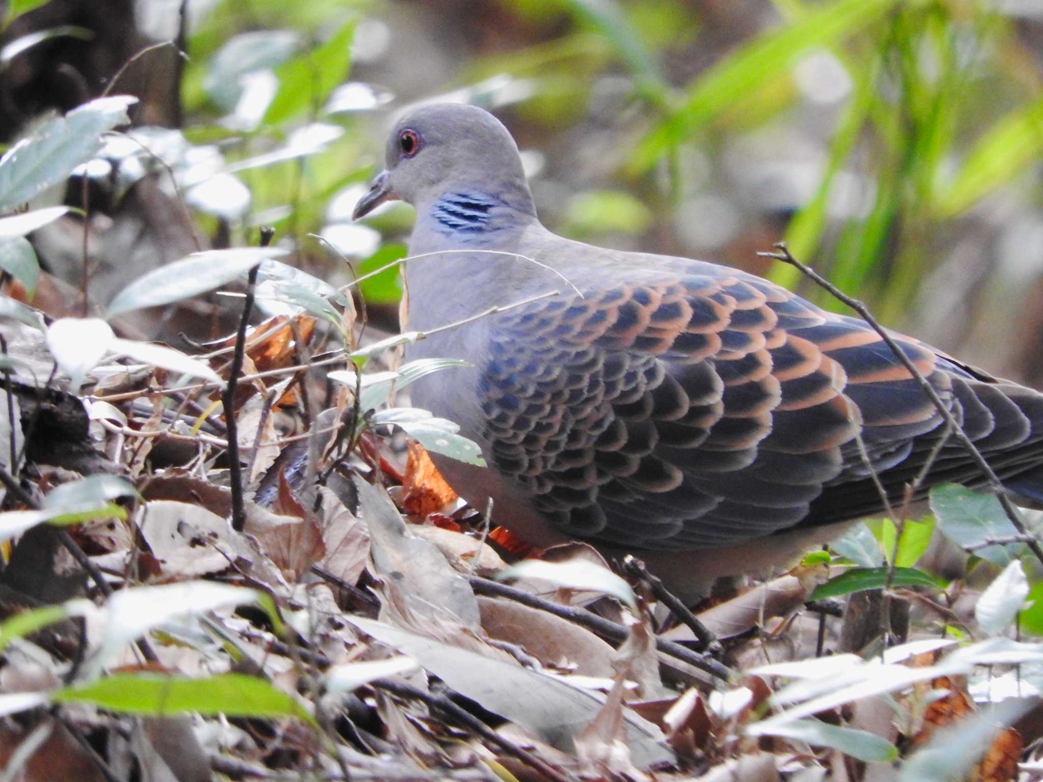 Oriental Turtle Dove