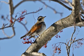 Dusky Thrush 札幌 Sun, 1/30/2022