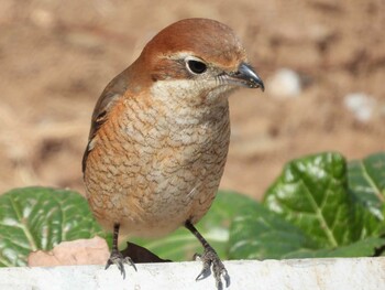 Bull-headed Shrike 長瀞町 Sat, 1/16/2021