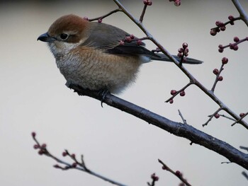 Bull-headed Shrike 長瀞町 Sat, 1/29/2022