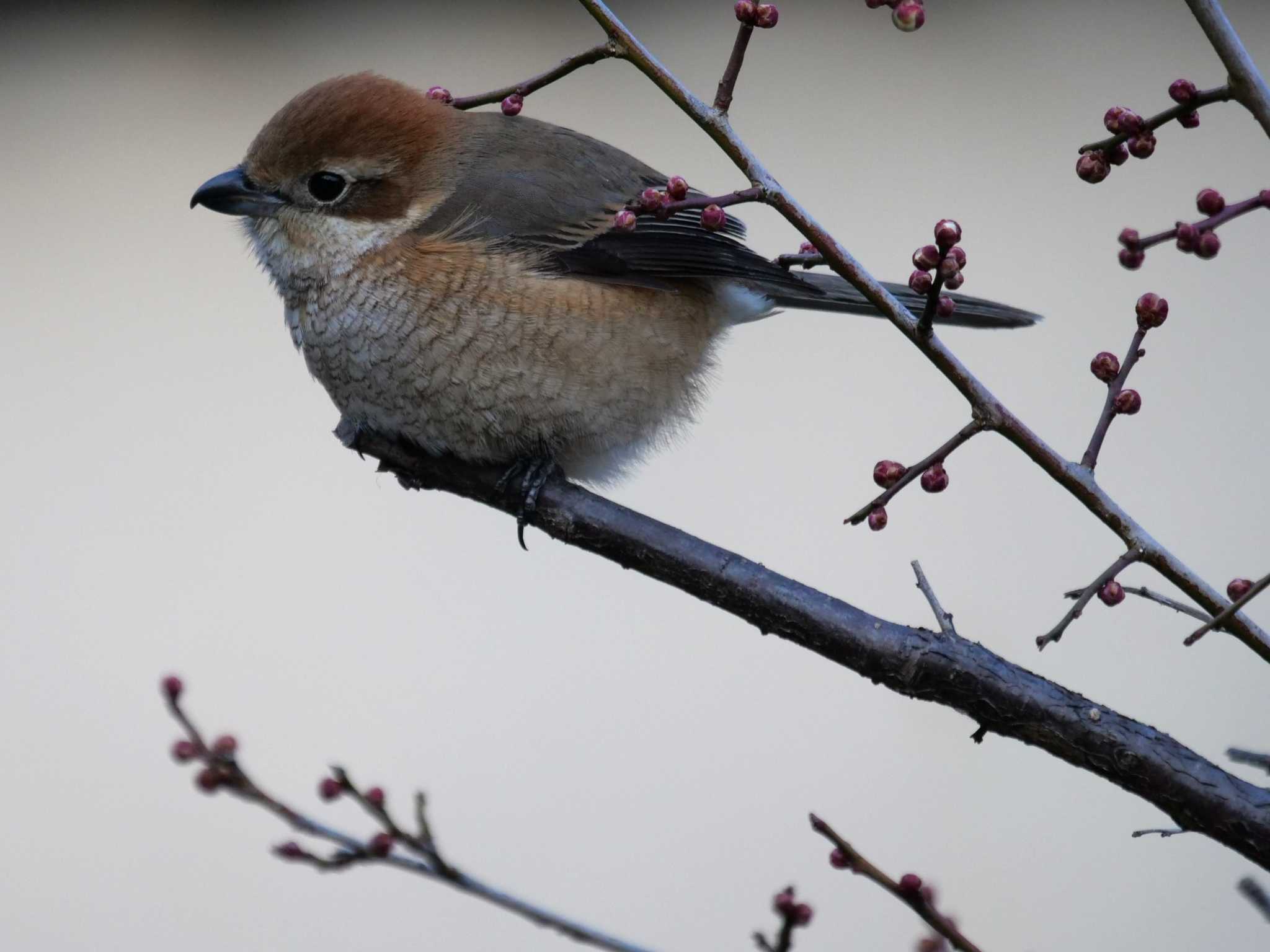 今年も来てくれた・・ by little birds