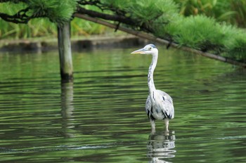 Grey Heron 三渓園 Thu, 8/17/2017