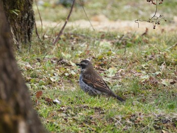 Dusky Thrush 京都府立植物園 Thu, 1/27/2022