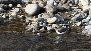 クサシギ 佐久広域(美笹湖・杉の木貯水池・滑津川) 2022年1月30日(日)