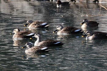 カルガモ 佐久広域(美笹湖・杉の木貯水池・滑津川) 2022年1月30日(日)