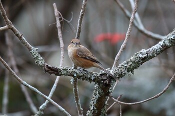 モズ 明石公園 2021年12月5日(日)