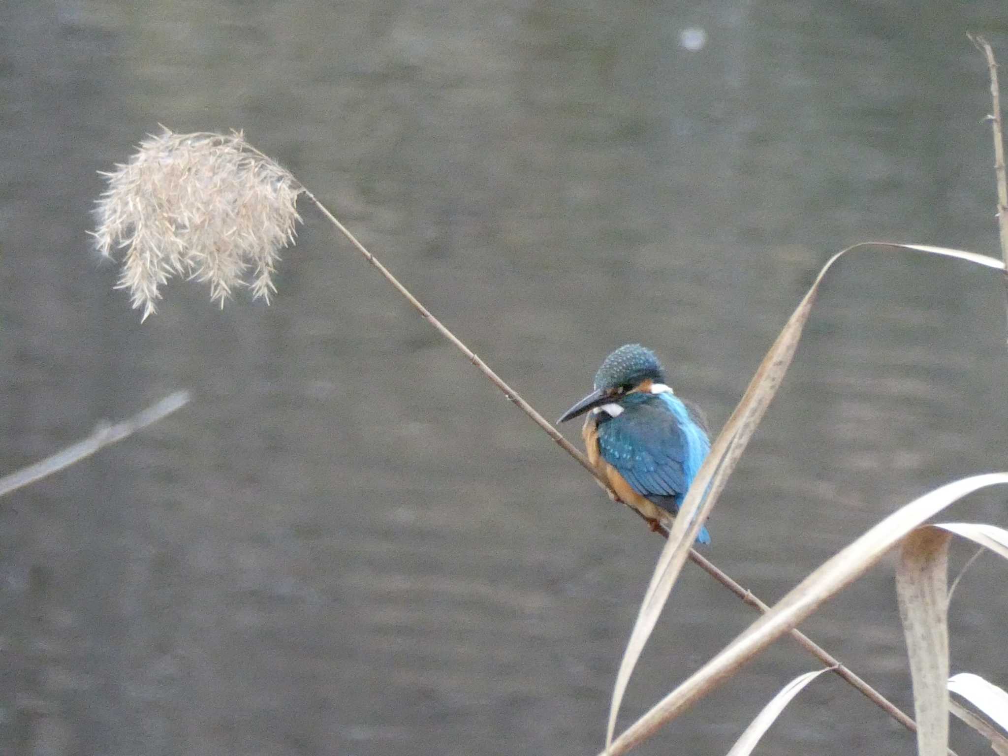 こども自然公園 (大池公園/横浜市) カワセミの写真 by 塩昆布長