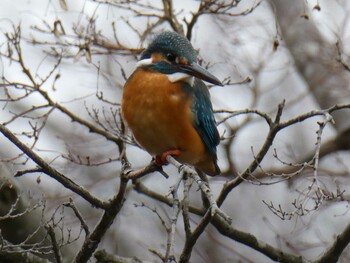 2022年1月23日(日) こども自然公園 (大池公園/横浜市)の野鳥観察記録