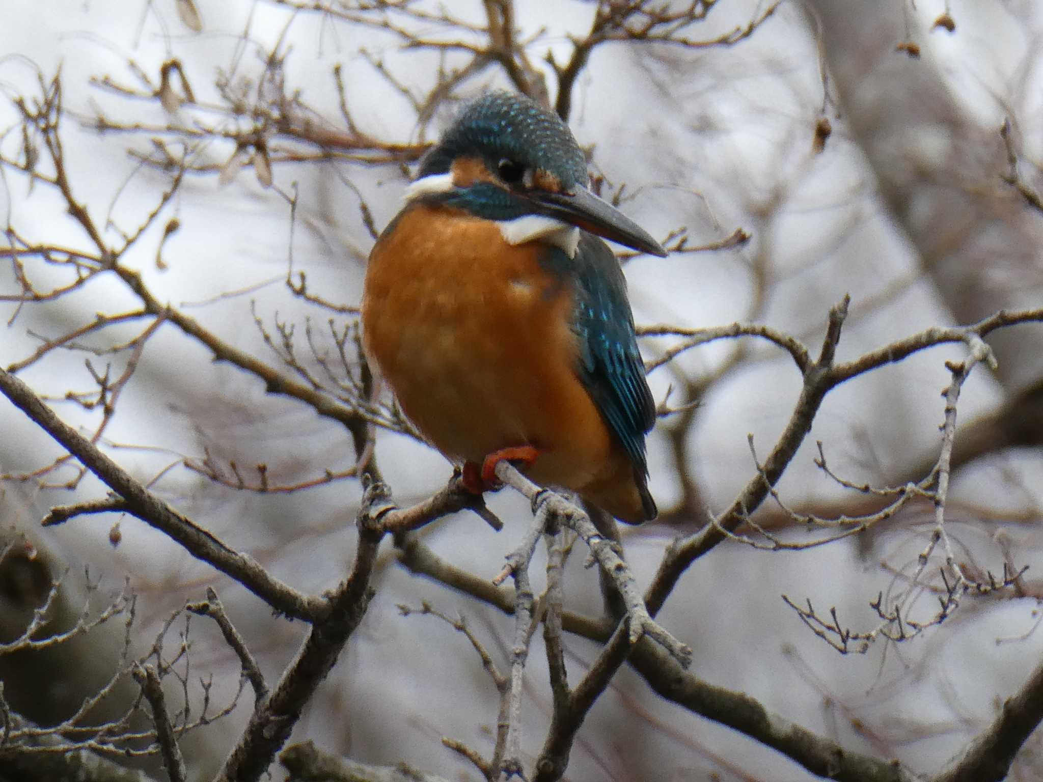 こども自然公園 (大池公園/横浜市) カワセミの写真 by 塩昆布長