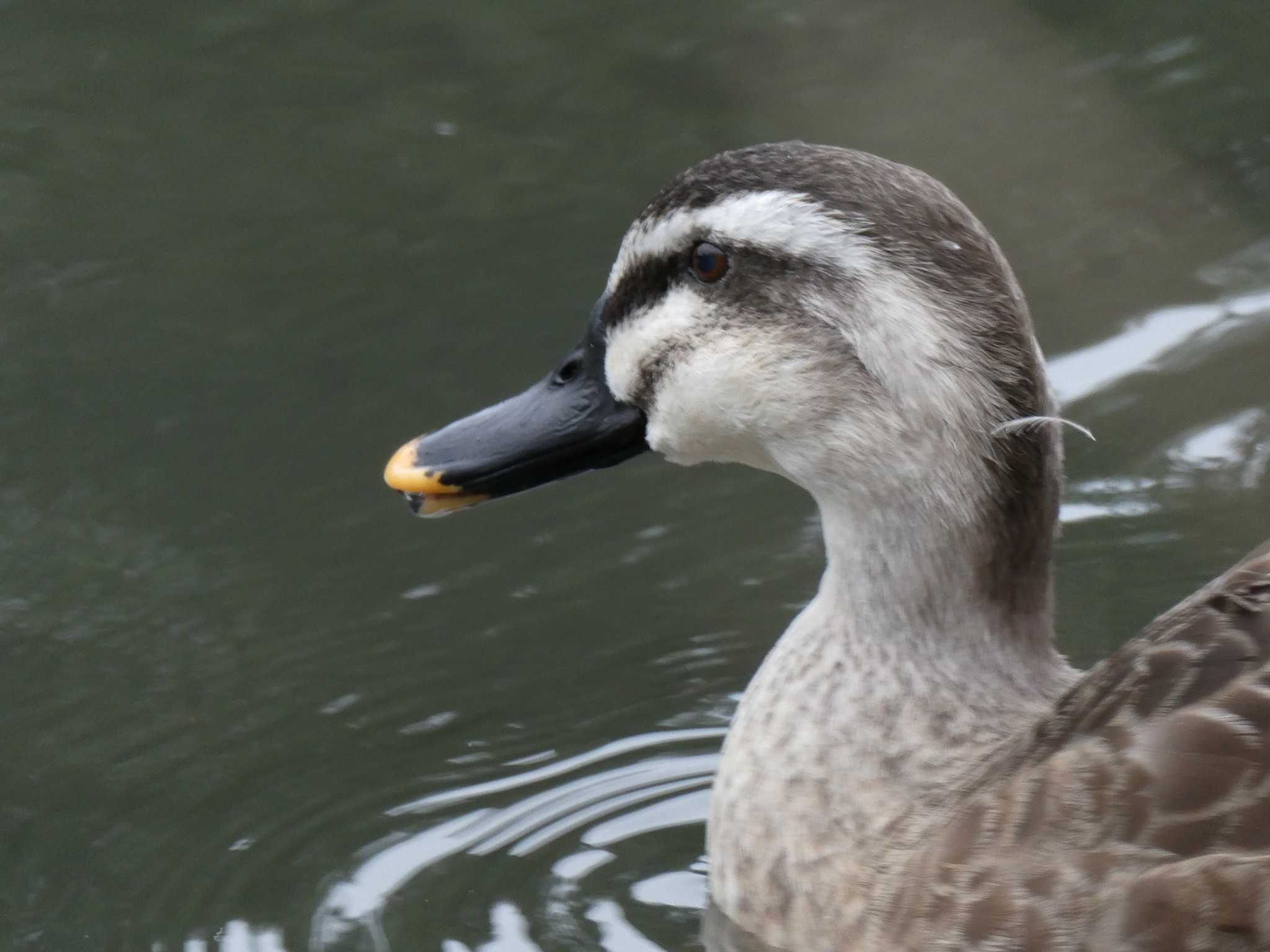 こども自然公園 (大池公園/横浜市) カルガモの写真 by 塩昆布長