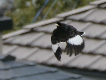 2022年1月25日(火) 横浜市, 戸塚区の野鳥観察記録