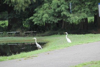 Grey Heron Akigase Park Mon, 9/12/2016