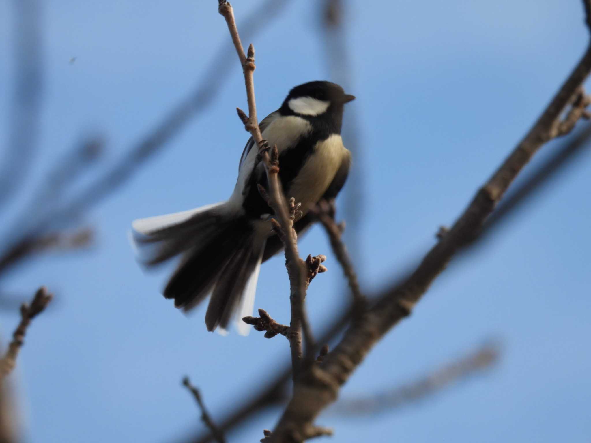 Photo of Japanese Tit at 横須賀 by カズー