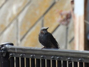 Brown-eared Bulbul 横須賀 Sun, 1/9/2022