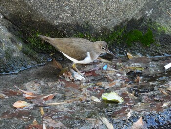 Common Sandpiper 横須賀 Sun, 1/9/2022