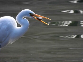 Great Egret 横須賀 Sun, 1/9/2022