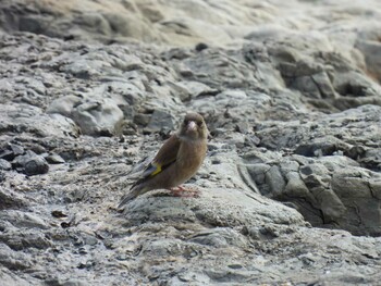 Grey-capped Greenfinch 横須賀 Sun, 1/9/2022