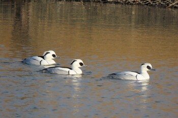 2022年1月30日(日) 新横浜公園の野鳥観察記録