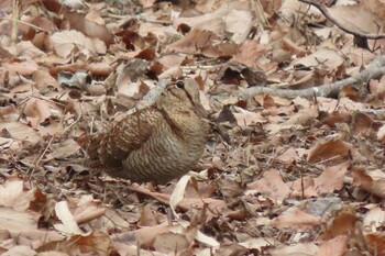 2022年1月30日(日) 舞岡公園の野鳥観察記録