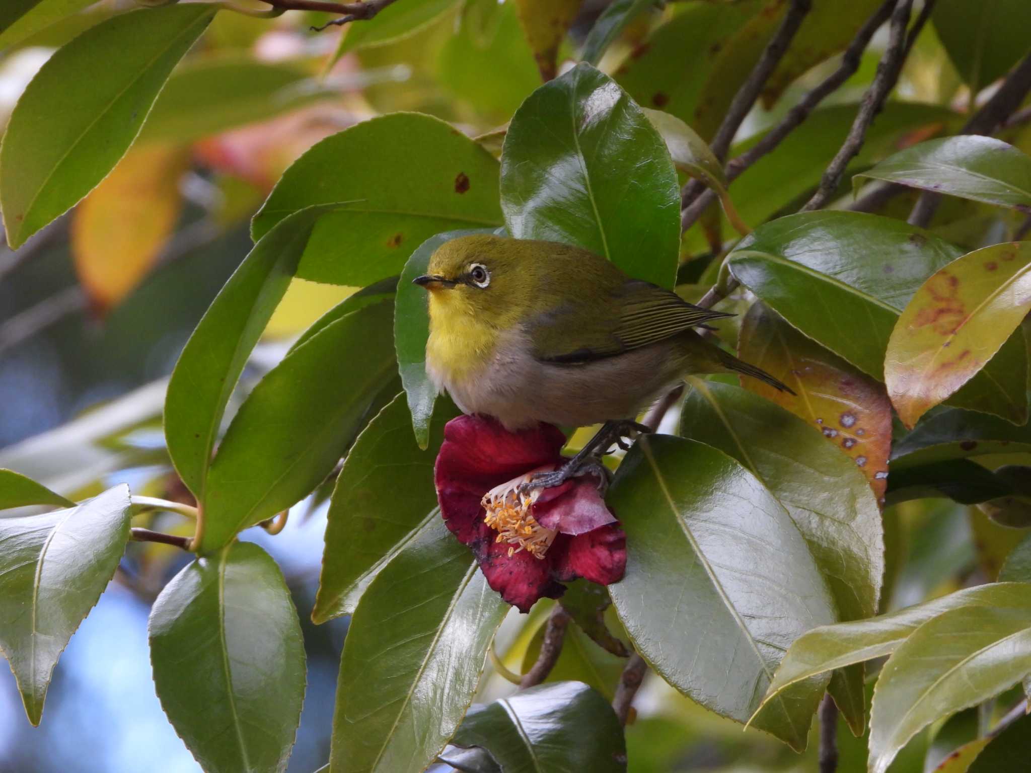 Photo of Warbling White-eye at 都市緑化植物園(大阪府豊中市寺内) by ひよひよ