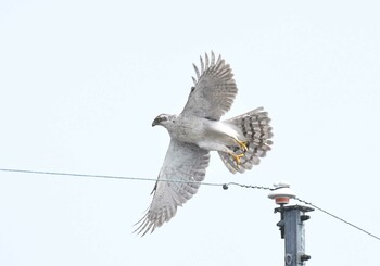 オオタカ 木曽川町 2019年3月11日(月)