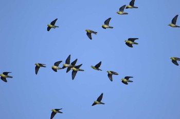 White-bellied Green Pigeon Terugasaki Beach Sat, 6/10/2017