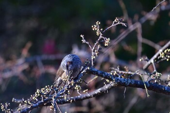 2022年1月30日(日) 長浜公園の野鳥観察記録