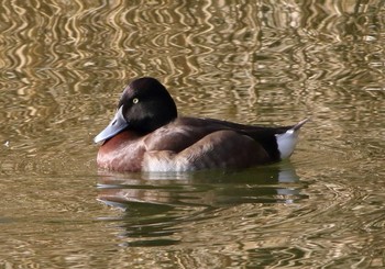 アカハジロ 都立浮間公園 2017年2月25日(土)