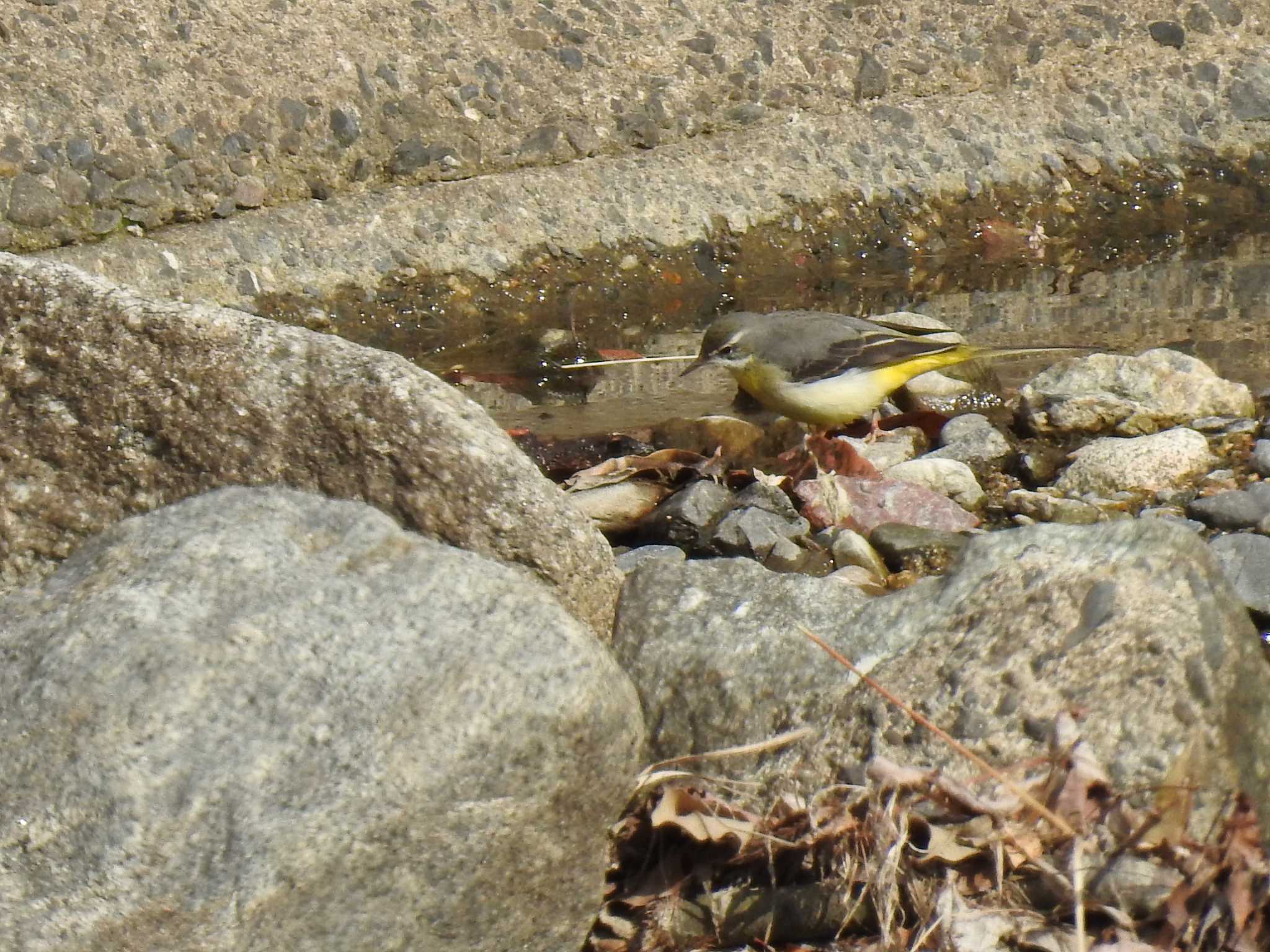 Photo of Grey Wagtail at 高野川、京都 by hideneil