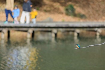 2022年1月30日(日) 四季の森公園(横浜市緑区)の野鳥観察記録