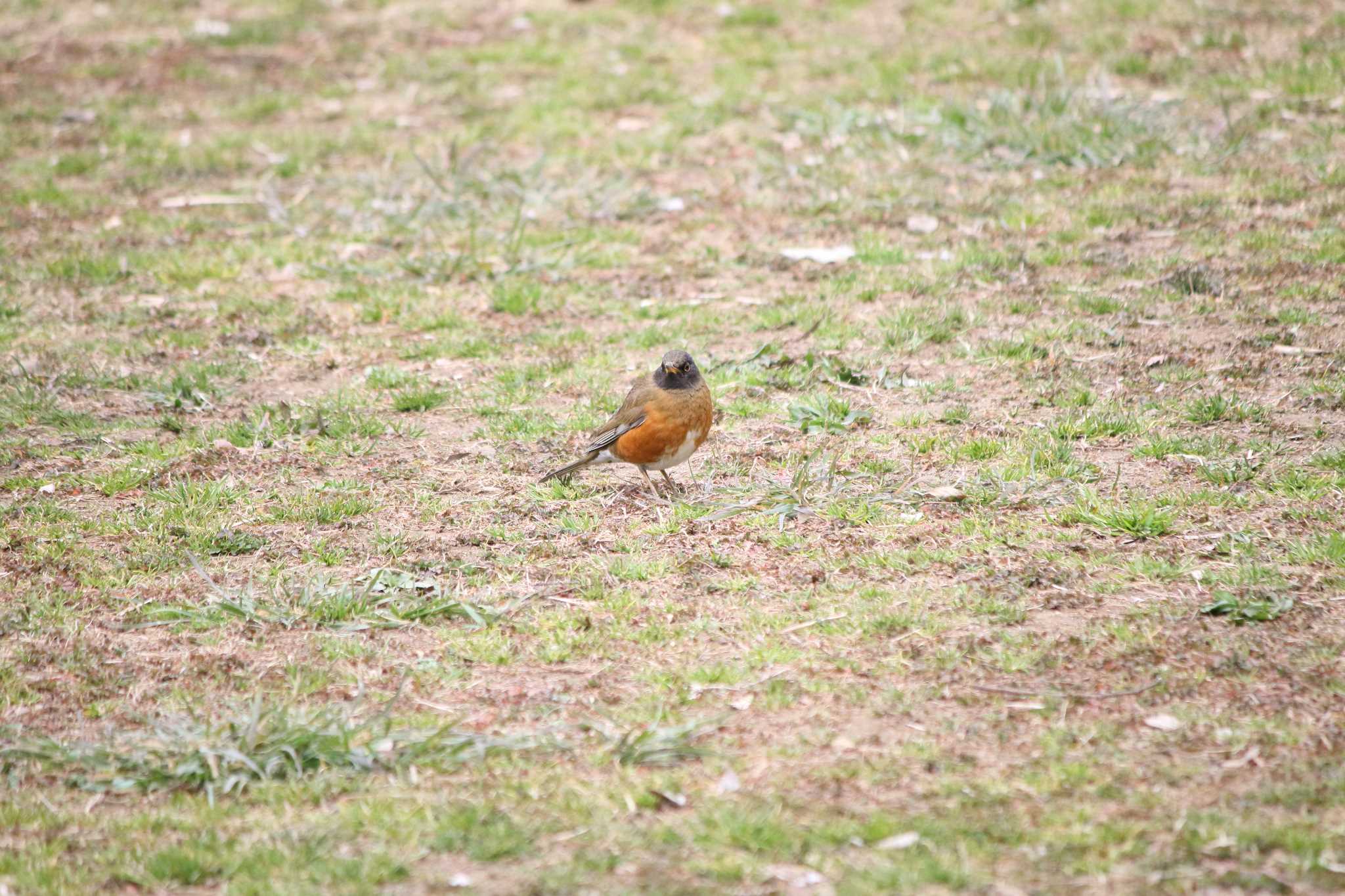 Photo of Brown-headed Thrush at Akigase Park by マイク