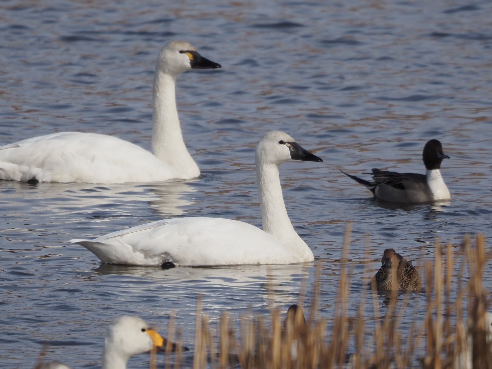 Photo of Tundra Swan(columbianus) at 多々良沼 by むかいさん