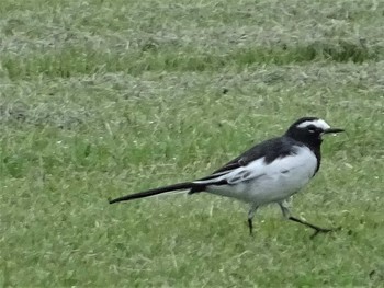 Japanese Wagtail Shakujii Park Fri, 8/18/2017