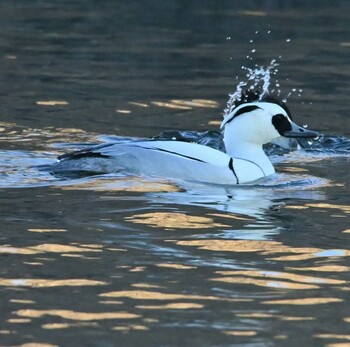 Smew Shin-yokohama Park Mon, 1/31/2022