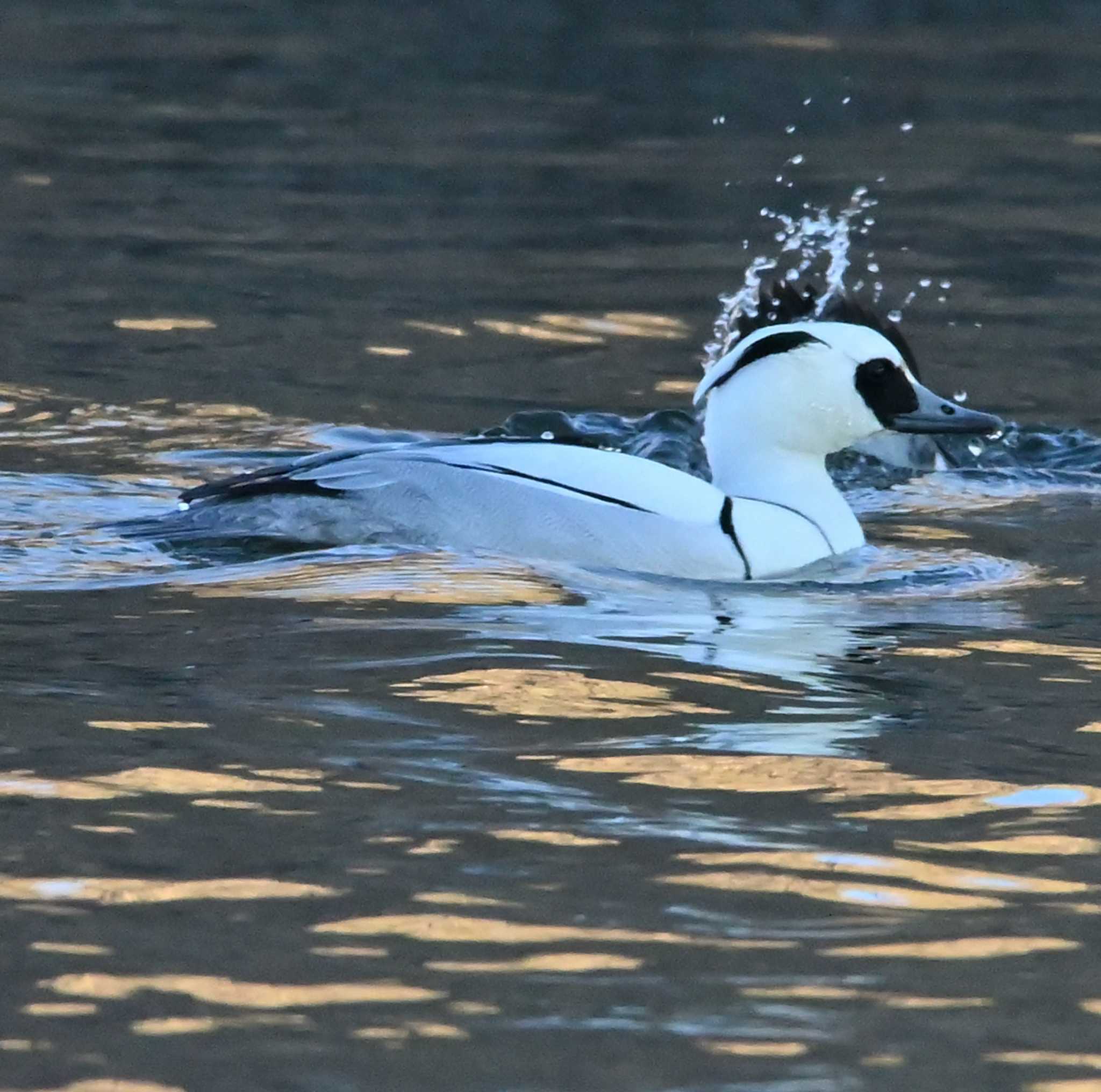 Photo of Smew at Shin-yokohama Park by Biker